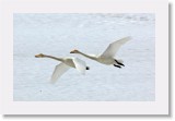 Laulujoutsen_whooper swan * 2090 x 1309 * (2.27MB)